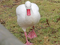 Coscoroba Swan